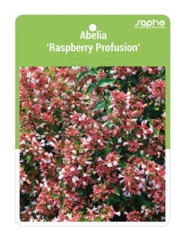 Abelia ‘Raspberry Profusion’
