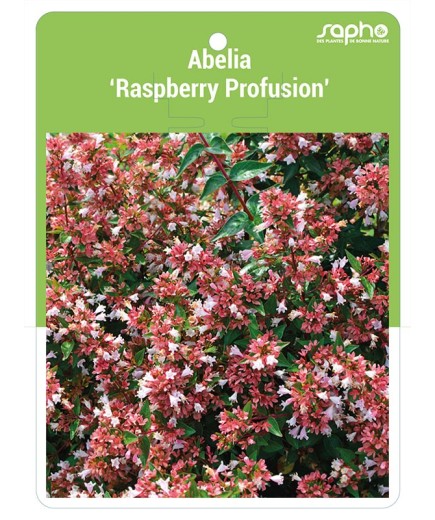 Abelia ‘Raspberry Profusion’