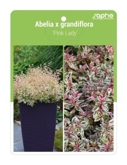 Abelia x grandiflora 'Pink Lady'
