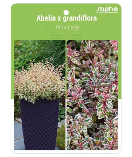 Abelia x grandiflora 'Pink Lady'