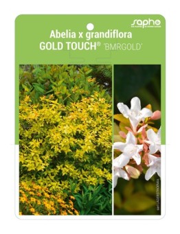 Abelia x grandiflora GOLD TOUCH® 'BMRGOLD'