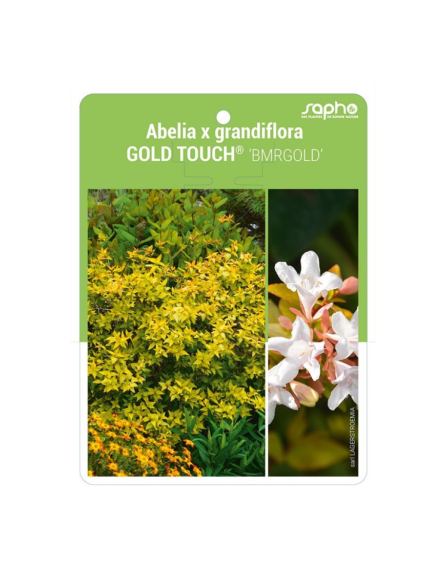 Abelia x grandiflora GOLD TOUCH® 'BMRGOLD'