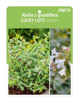 Abelia x grandiflora LUCKY LOTS 'WEVO1'