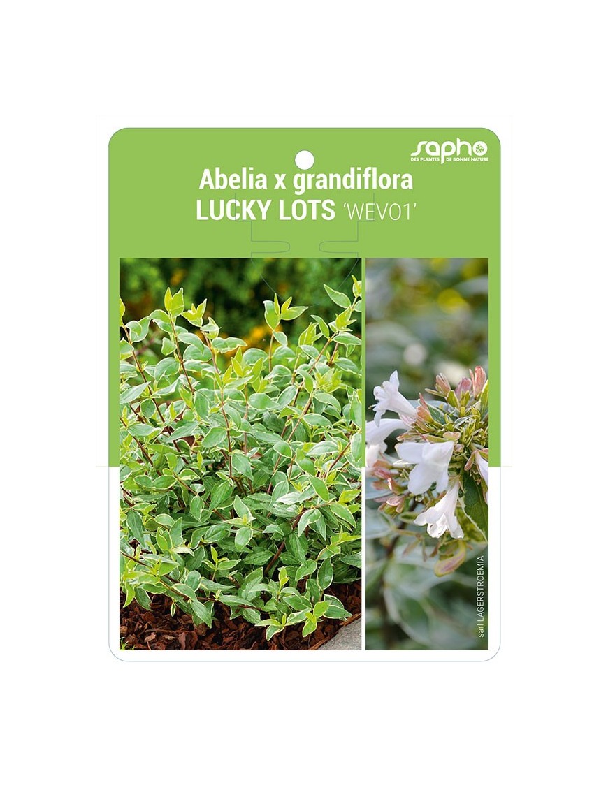 Abelia x grandiflora LUCKY LOTS 'WEVO1'