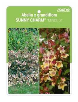 Abelia x grandiflora SUNNY CHARM® 'MINDUO1'