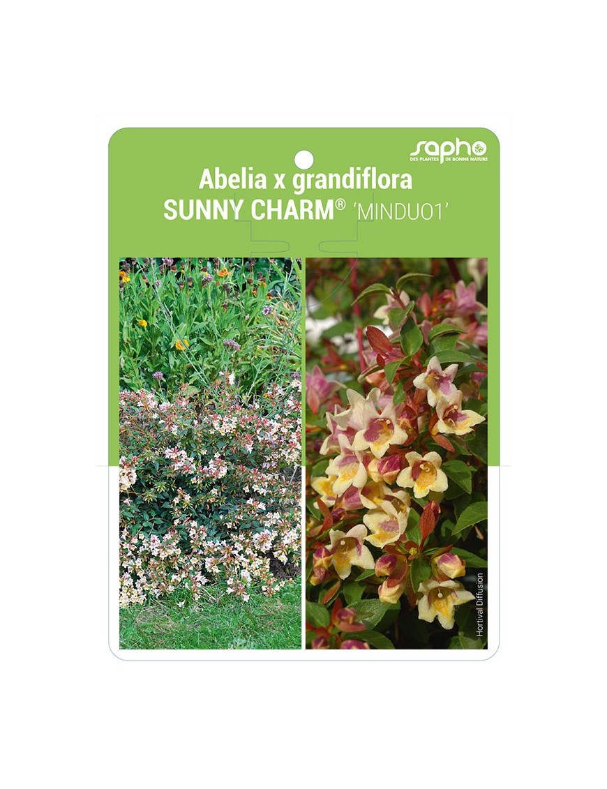 Abelia x grandiflora SUNNY CHARM® 'MINDUO1'
