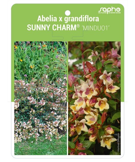 Abelia x grandiflora SUNNY CHARM® 'MINDUO1'