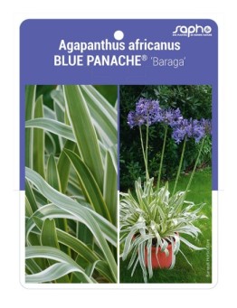 Agapanthus africanus BLUE PANACHE® 'Baraga'