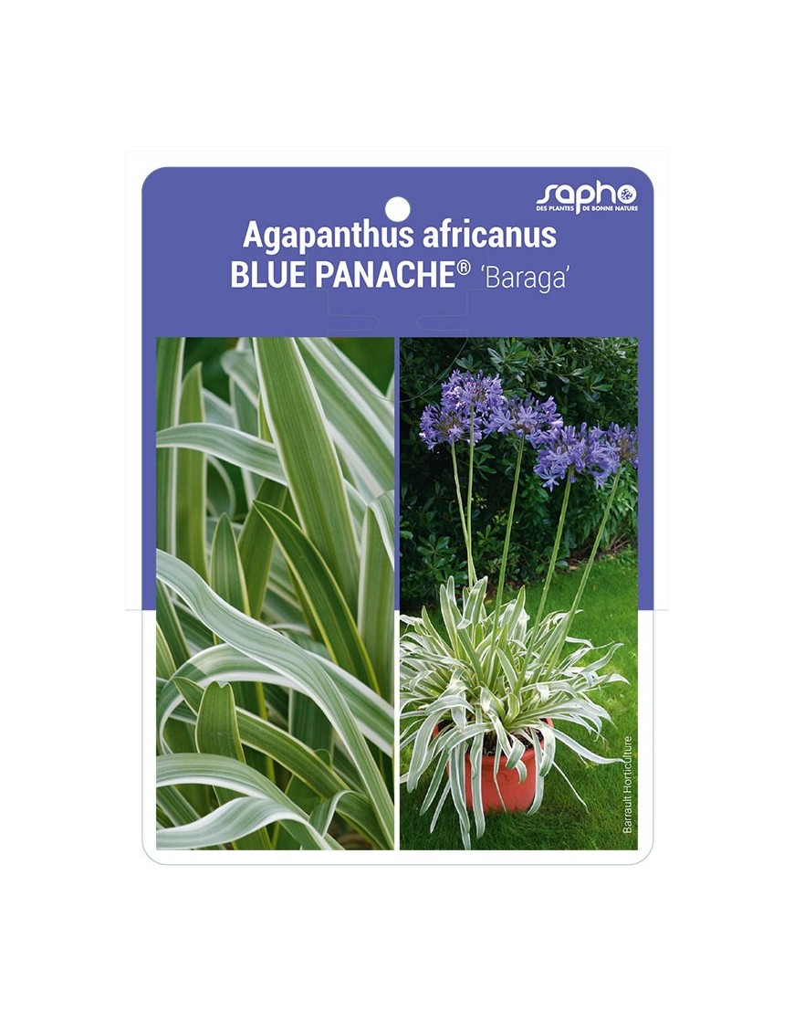 Agapanthus africanus BLUE PANACHE® 'Baraga'