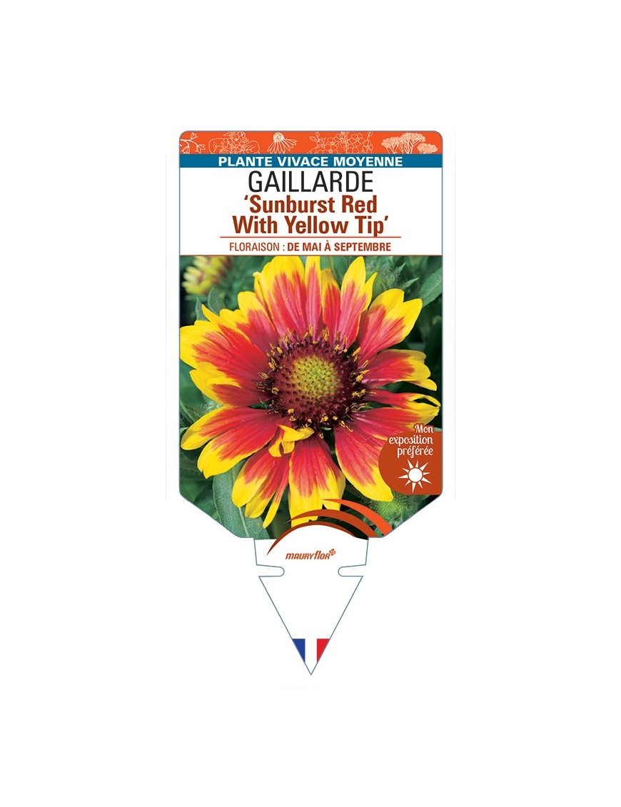 GAILLARDIA Sunburst Red With Yellow Tip