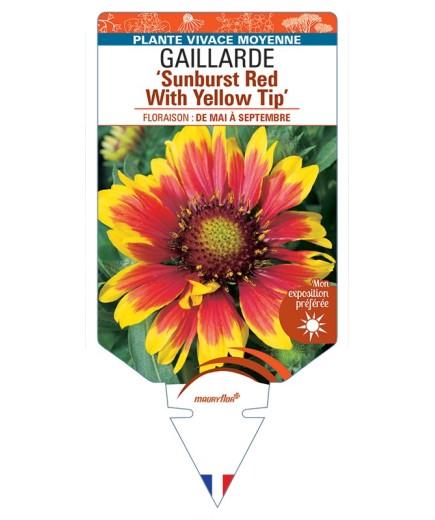 GAILLARDIA Sunburst Red With Yellow Tip