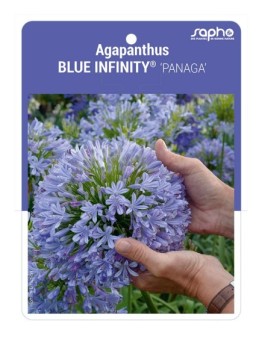 Agapanthus BLUE INFINITY® 'PANAGA'