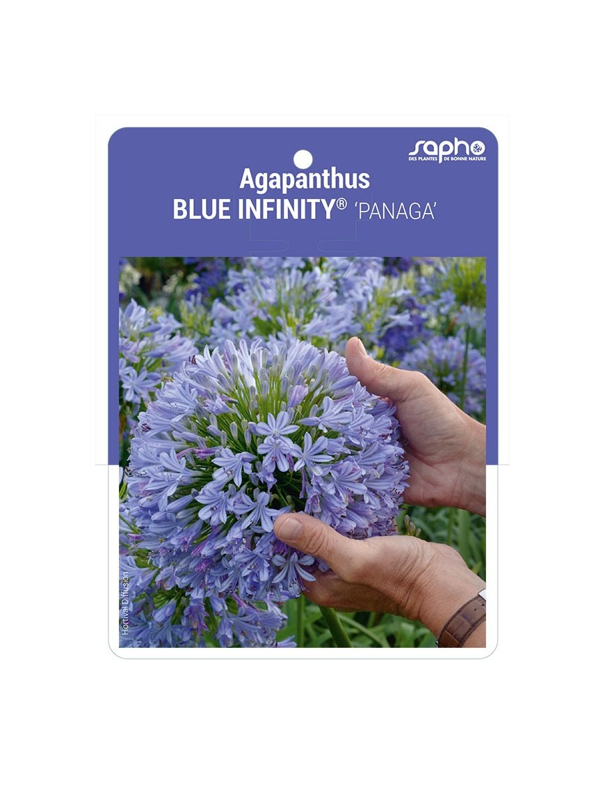 Agapanthus BLUE INFINITY® 'PANAGA'