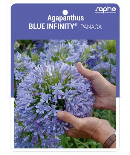 Agapanthus BLUE INFINITY® 'PANAGA'