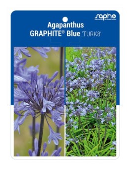 Agapanthus GRAPHITE® Blue 'TURK8'