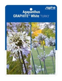 Agapanthus GRAPHITE® White 'TURK3'
