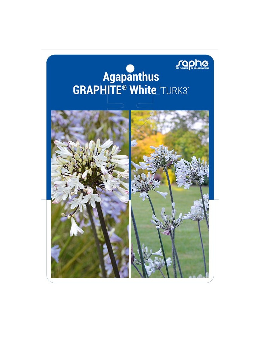 Agapanthus GRAPHITE® White 'TURK3'