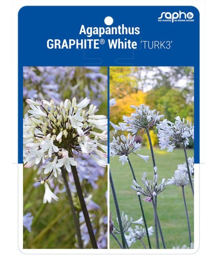 Agapanthus GRAPHITE® White 'TURK3'