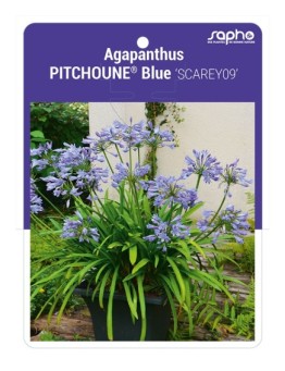 Agapanthus PITCHOUNE® Blue 'SCAREY09'