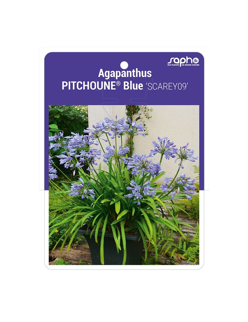 Agapanthus PITCHOUNE® Blue 'SCAREY09'