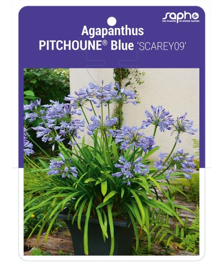 Agapanthus PITCHOUNE® Blue 'SCAREY09'