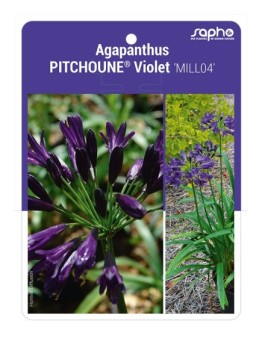 Agapanthus PITCHOUNE® Violet 'MILL04'