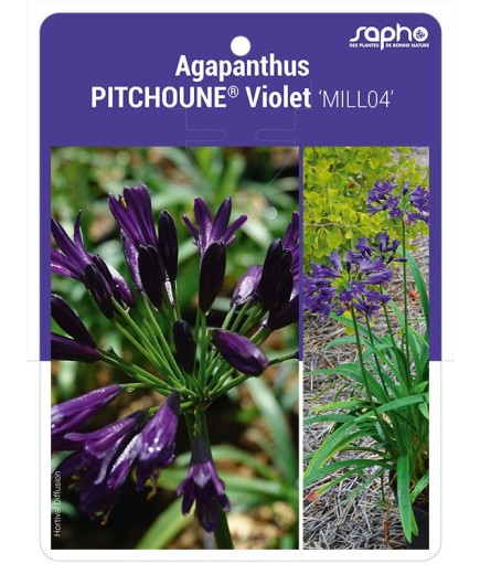 Agapanthus PITCHOUNE® Violet 'MILL04'