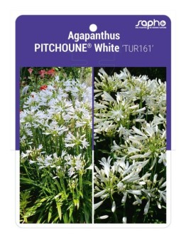 Agapanthus PITCHOUNE® White 'TUR161'