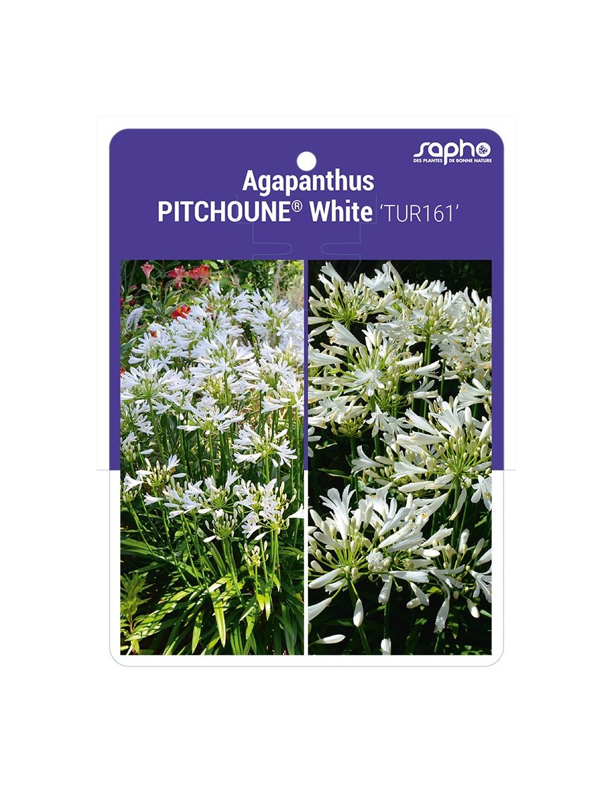 Agapanthus PITCHOUNE® White 'TUR161'