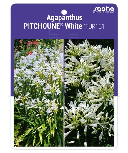 Agapanthus PITCHOUNE® White 'TUR161'