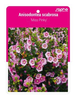 Anisodontea scabrosa 'Miss Pinky'