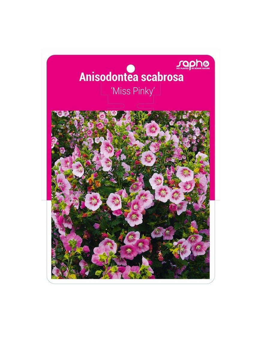 Anisodontea scabrosa 'Miss Pinky'