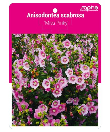Anisodontea scabrosa 'Miss Pinky'
