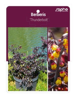 Berberis 'Thunderbolt'