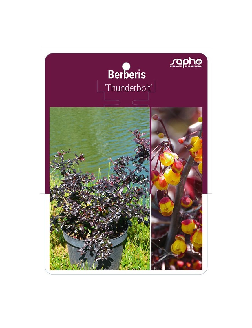 Berberis 'Thunderbolt'