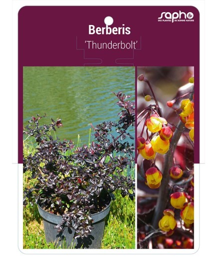 Berberis 'Thunderbolt'