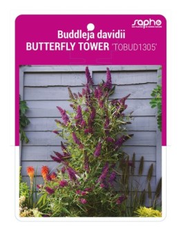 Buddleja davidii BUTTERFLY TOWER 'TOBUD1305'