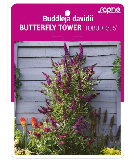 Buddleja davidii BUTTERFLY TOWER 'TOBUD1305'