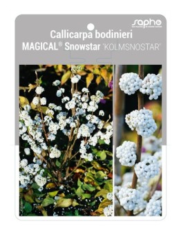 Callicarpa bodinieri MAGICAL® Snowstar 'KOLMSNOSTAR'