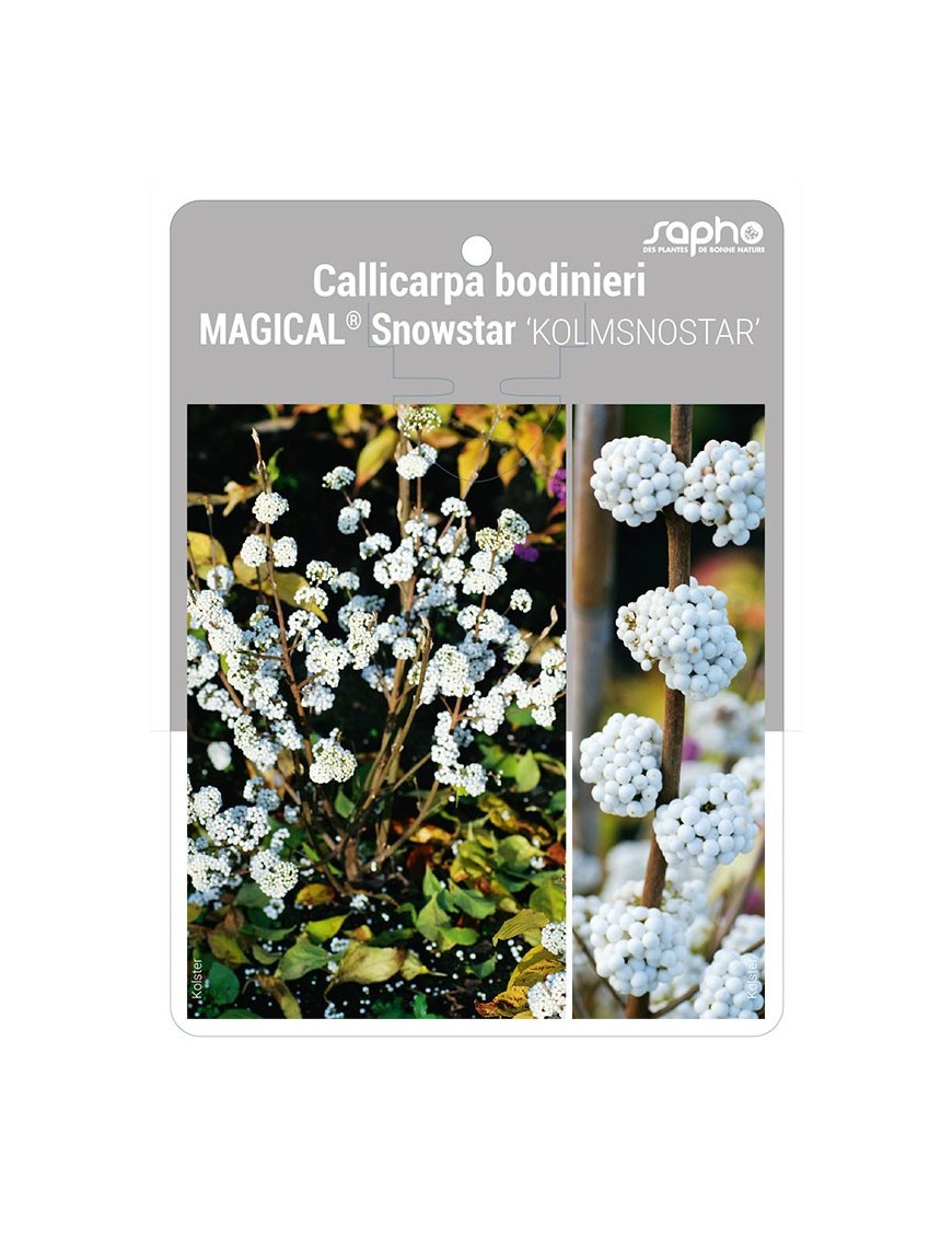 Callicarpa bodinieri MAGICAL® Snowstar 'KOLMSNOSTAR'