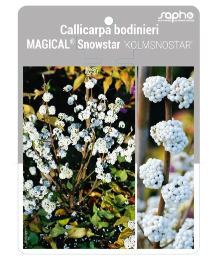 Callicarpa bodinieri MAGICAL® Snowstar 'KOLMSNOSTAR'