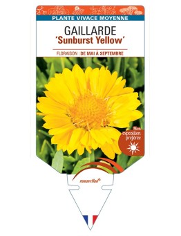 GAILLARDIA Sunburst Yellow