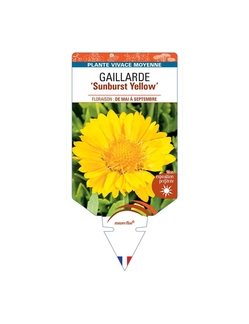 GAILLARDIA Sunburst Yellow