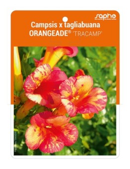 Campsis x tagliabuana ORANGEADE ® 'TRACAMP'