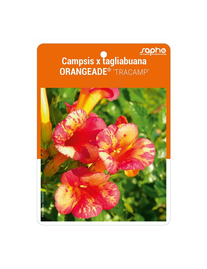 Campsis x tagliabuana ORANGEADE ® 'TRACAMP'