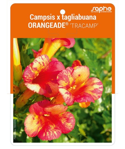 Campsis x tagliabuana ORANGEADE ® 'TRACAMP'