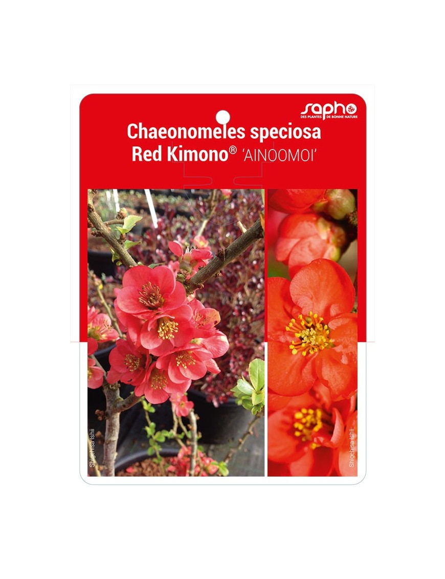 Chaeonomeles speciosa Red Kimono® 'AINOOMOI'