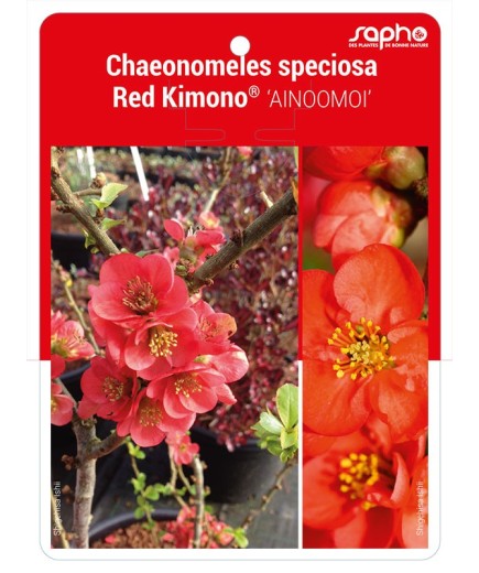 Chaeonomeles speciosa Red Kimono® 'AINOOMOI'