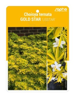 Choisya ternata GOLD STAR 'LISSTAR'