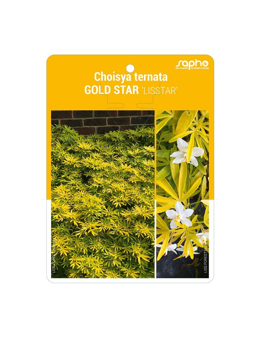 Choisya ternata GOLD STAR 'LISSTAR'